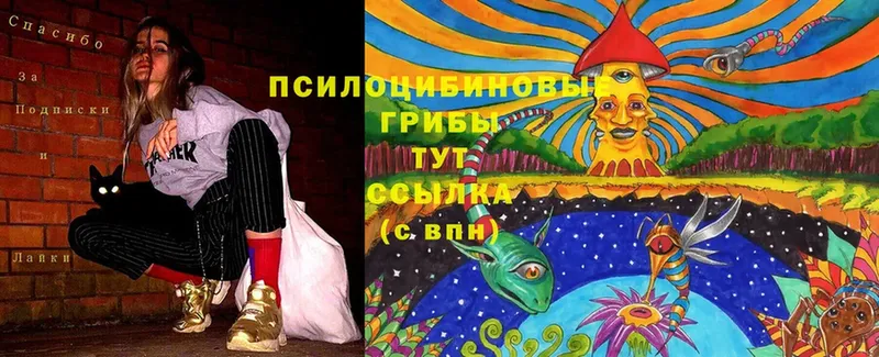 Псилоцибиновые грибы Cubensis  Чистополь 